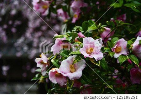 茶花 125198251