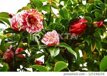 山茶花（吹上紮染） 125198258