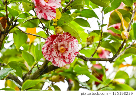 Camellia (Fukiage Shibori) 125198259