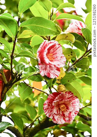 Camellia (Fukiage Shibori) 125198260