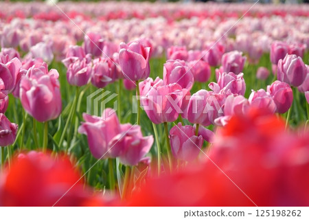 Tulips in full bloom at Izumi Recycle Environmental Park 125198262