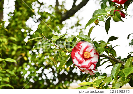 Camellia (Ooniji) 125198275