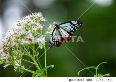 一隻帝王蝶停歇於一朵日本百合花上 2 125198390