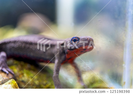 Red-bellied newt up Red-bellied newt up 125198398