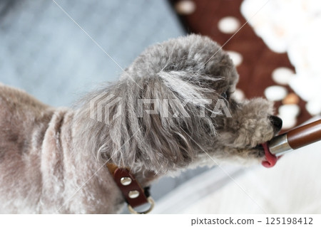 Toy poodle drinking water Water nozzle Toy poodle drinking water Water nozzle 125198412