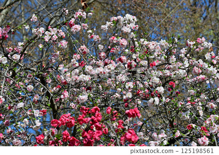 Vividly blooming peach blossoms in full bloom, Shiroyama Park, spring scenery, Okegawa City Vividly blooming peach blossoms in full bloom, Shiroyama Park, spring scenery, Okegawa City 125198561