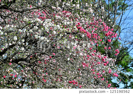 Vividly blooming peach blossoms in full bloom, Shiroyama Park, spring scenery, Okegawa City Vividly blooming peach blossoms in full bloom, Shiroyama Park, spring scenery, Okegawa City 125198562