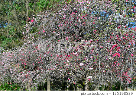 盛開的桃花,城山公園,春天的景色,桶川市 盛開的桃花,城山公園,春天的景色,桶川市 125198589
