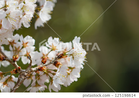 3月底櫻花盛開 06 125198614