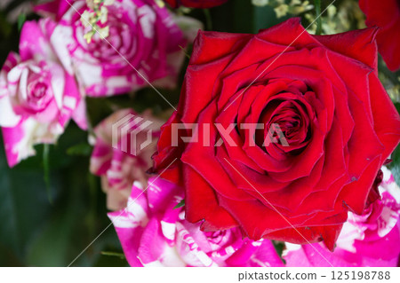Red and pink roses Red and pink roses 125198788
