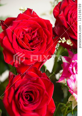 Red roses 125198789