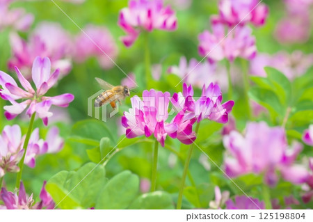 A field of milk vetch flowers and western honeybees flying around in search of nectar 125198804