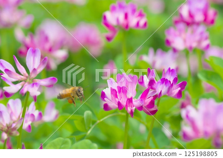 A field of milk vetch flowers with western honeybees flying around 125198805