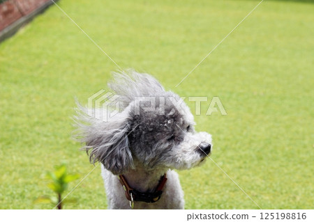 草地上玩具貴賓犬的臉部表情，毛髮在風中飄揚，臉部特寫 125198816
