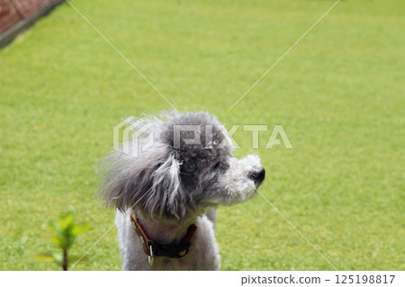 Facial expression of a toy poodle on the grass, hair fluttering in the wind, close-up of face Facial expression of a toy poodle on the grass, hair fluttering in the wind, close-up of face 125198817