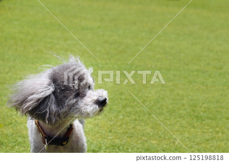 草地上玩具貴賓犬的臉部表情，毛髮在風中飄揚，臉部特寫 125198818