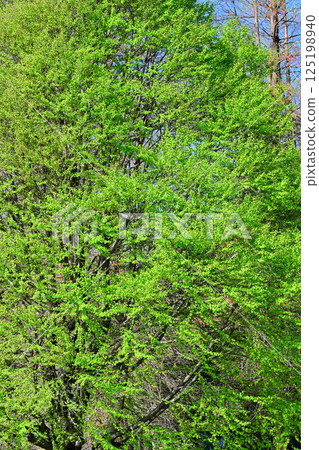 新綠季節,桶川市城山公園 新綠季節,桶川市城山公園 125198940