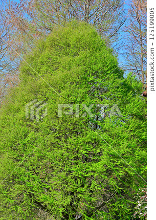 Fresh green season: light green trees, Shiroyama Park, Okegawa City Fresh green season: light green trees, Shiroyama Park, Okegawa City 125199005