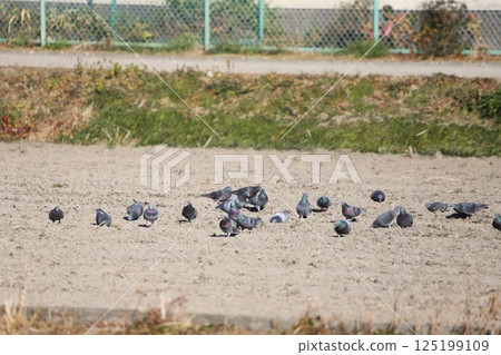 Pigeons feeding in the rice fields Pigeons feeding in the rice fields 125199109