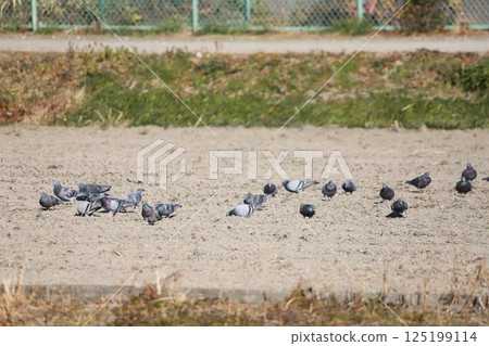 Pigeons feeding in the rice fields 125199114