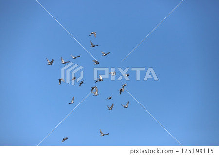 Dove flying in the sky Dove flying in the sky 125199115