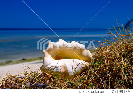 A large conch shell on the beach of Fongafale Island in Funafuti Atoll, the capital of Tuvalu, an island nation in Oceania and Polynesia 125199129