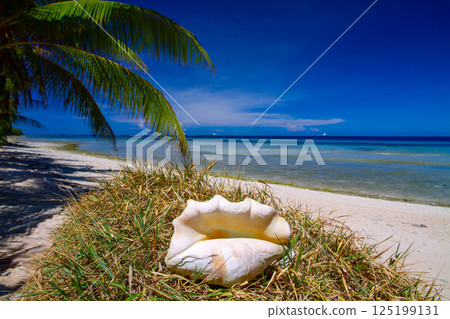 大洋洲和玻里尼西亞島國圖瓦盧的首都富納富提環礁豐格法勒島海灘上的一個大海螺 大洋洲和玻里尼西亞島國圖瓦盧的首都富納富提環礁豐格法勒島海灘上的一個大海螺 125199131