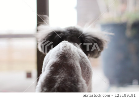 Toy poodle, back, thin and bone structure visible, rear view Toy poodle, back, thin and bone structure visible, rear view 125199191
