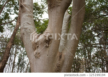 Large tree trunk 125199194