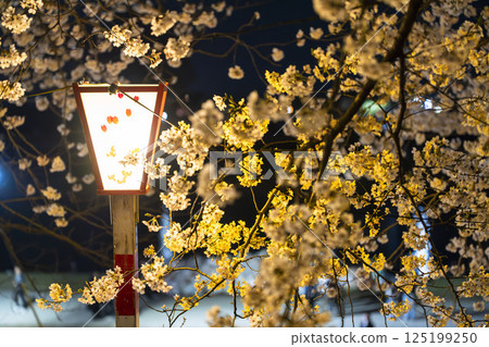 Illuminated 1000 cherry blossoms on the Shiroishi River, Okawaramachi, Miyagi Prefecture 125199250