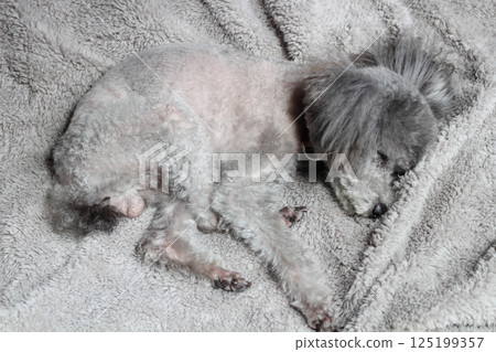 Toy poodle sleeping curled up on a blanket, whole body 125199357