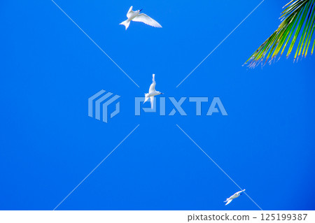 White terns (Sterna scabra) on Fongafale Island in Funafuti Atoll, the capital of Tuvalu, an island nation in Oceania and Polynesia White terns (Sterna scabra) on Fongafale Island in Funafuti Atoll, the capital of Tuvalu, an island nation in Oceania and Polynesia 125199387