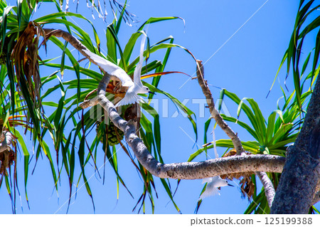 White terns (Sterna scabra) on Fongafale Island in Funafuti Atoll, the capital of Tuvalu, an island nation in Oceania and Polynesia White terns (Sterna scabra) on Fongafale Island in Funafuti Atoll, the capital of Tuvalu, an island nation in Oceania and Polynesia 125199388