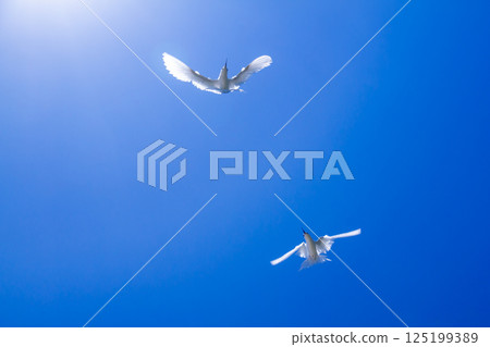 White terns (Sterna scabra) on Fongafale Island in Funafuti Atoll, the capital of Tuvalu, an island nation in Oceania and Polynesia White terns (Sterna scabra) on Fongafale Island in Funafuti Atoll, the capital of Tuvalu, an island nation in Oceania and Polynesia 125199389