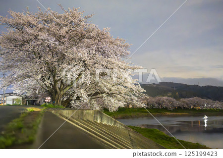 宮城縣大河原町的白石川岸“瞳千本櫻” 宮城縣大河原町的白石川岸“瞳千本櫻” 125199423