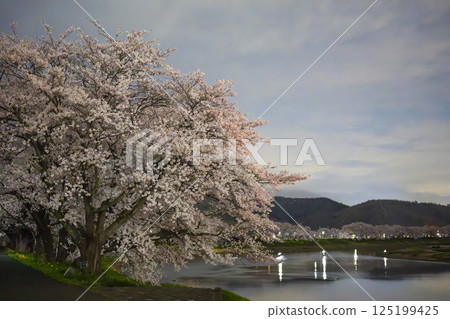 Shiroishi River bank Hitome Senbonzakura at night, Ogawara Town, Miyagi Prefecture 125199425