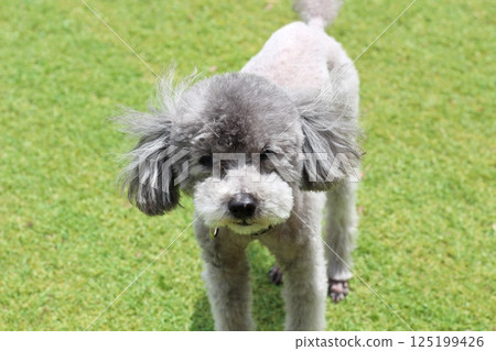 A close-up of the face of a toy poodle on the grass 125199426