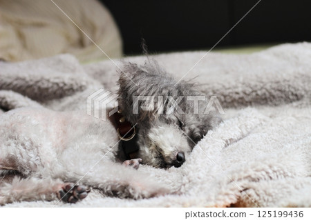 玩具貴賓犬睡在毯子上 125199436