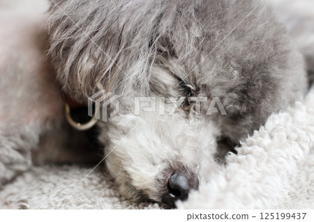 Toy poodle sleeping on a blanket Toy poodle sleeping on a blanket 125199437