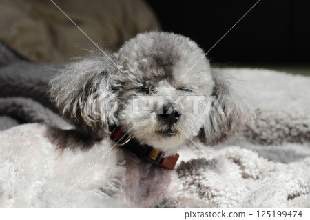 Toy poodle, gray, sleepy expression on blanket Toy poodle, gray, sleepy expression on blanket 125199474