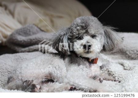 Toy poodle, gray, sleepy expression on blanket 125199476