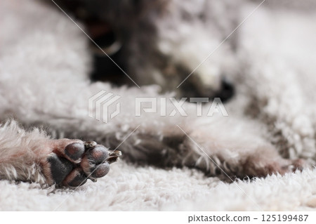 一隻狗的爪子在毯子下放鬆 一隻玩具貴賓犬的爪子 一隻玩具貴賓犬的爪子 125199487