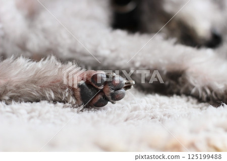 Paws of a dog relaxing under a blanket Paws of a toy poodle Paws of a toy poodle Paws of a dog relaxing under a blanket Paws of a toy poodle Paws of a toy poodle 125199488
