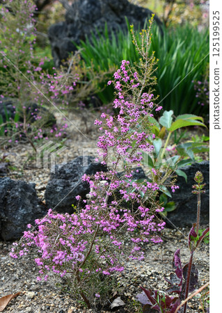 Janome Erika Janome Erika 125199525