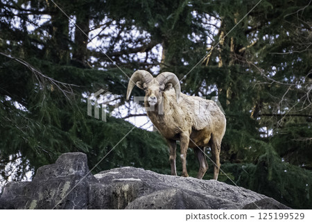 Mouflon in the forest Mouflon in the forest 125199529