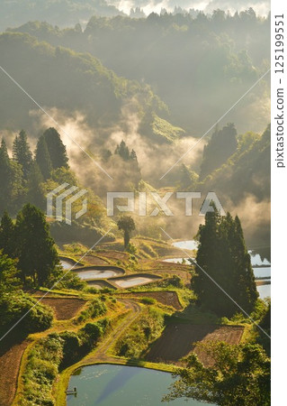 Morning rice terraces at Yamakoshi Ipponsugi (Niigata Prefecture) Morning rice terraces at Yamakoshi Ipponsugi (Niigata Prefecture) 125199551
