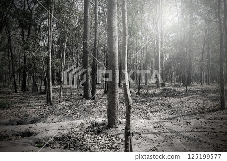Forest under the sun shining through the shadows of the trees in the dark like monotone color. Forest under the sun shining through the shadows of the trees in the dark like monotone color. 125199577