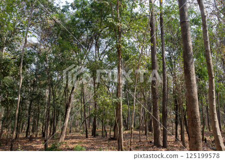 The theory of planting trees without planting in nature to restoring by itself. 125199578