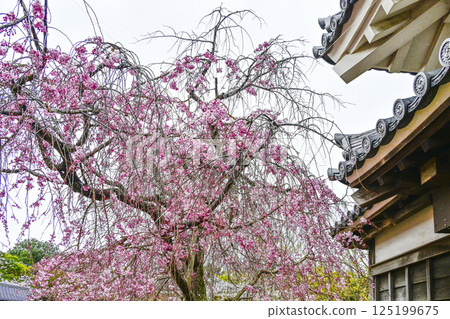Weeping cherry blossoms blooming in Nishio City Historical Park 125199675
