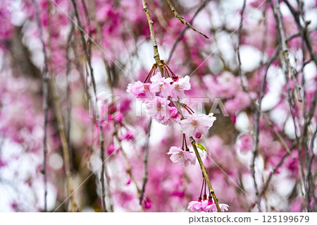 Weeping cherry blossoms blooming in Nishio City Historical Park 125199679